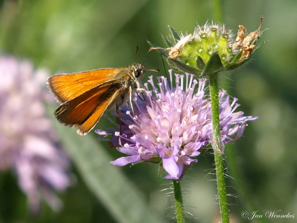 Zwartspriet dikkopje.jpg - Vakantie Hersdorf 09-07-2011 16-07-2011